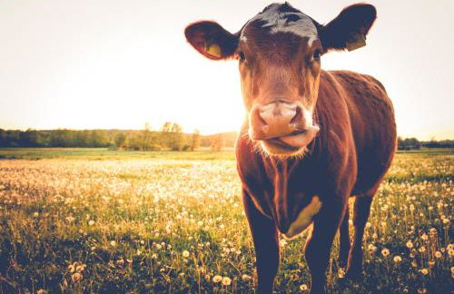 Mountain Harmony - Foto 29