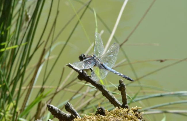 Holiday Home in Loubigne With Pool & Terrace - Photo 30
