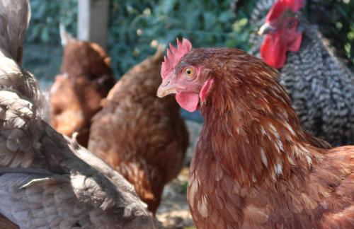 Agriturismo Escaia - Foto 20