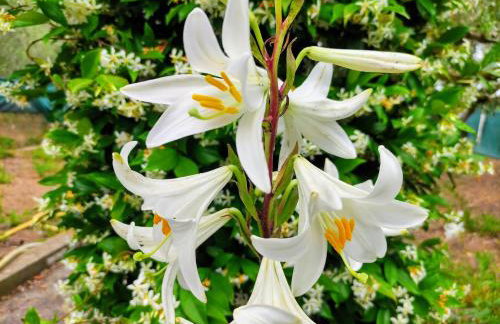 Katerina's Countryside and Sea House - Foto 1