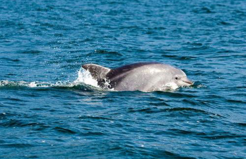 Apartamento Cruceiro A Lanzada - Foto 27