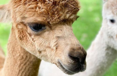 Pine Lodge - Uk30007 - Foto 34