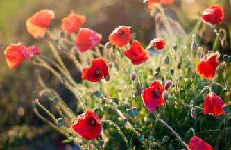 Villa Apia - Foto 25