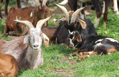 La ch'tiote meizou - Foto 12