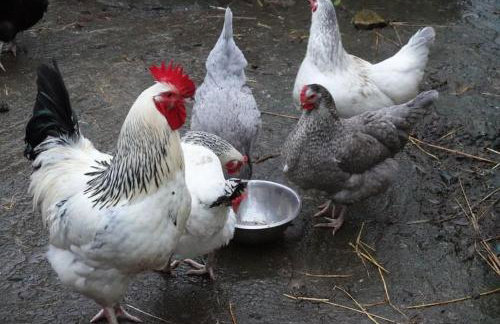 Swallows’ Barn - Photo 37