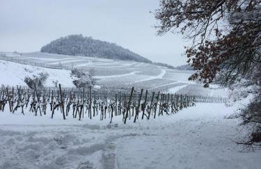 Winzerhof Bitzenhofer - Foto 21