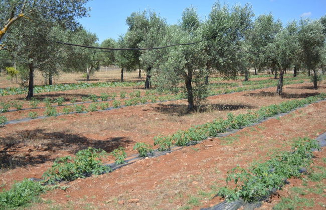 Agriturismo Terra D'Ulivi - Foto 42