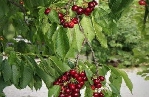 Sant'Andrea Agriturismo con cantina Martignago Vignaioli Asolo Prosecco Docg Wines - Foto 27