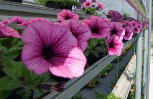 Agriturismo L'Acero Rosso - Foto 74