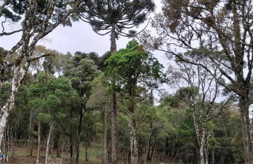 Cabanas dos Pinheiros - Foto 15