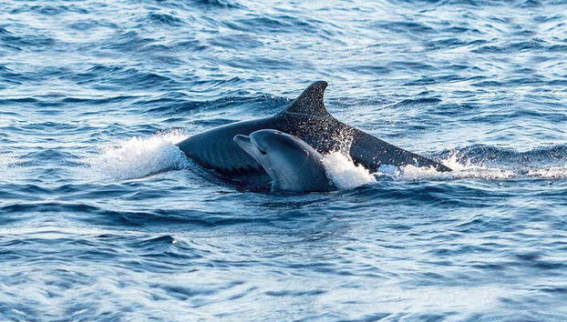 Experience a Sunrise with Dolphins - Early Morning Boat Tour - From Port d’Alcudia - Photo 5
