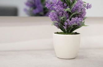 Dante Square - Photo 20