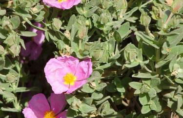 Belle villa provençale piscine terrain - Photo 67