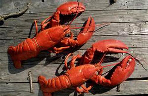 Rustic Cabin on Sturdivant Island with Views of Casco Bay in Falmouth, Maine - Foto 11