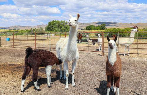 Mountain-View Log Cabin in Wyoming Wilderness - Foto 30
