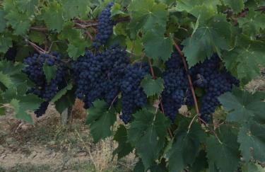 agriturismo cerquatonda - Foto 115