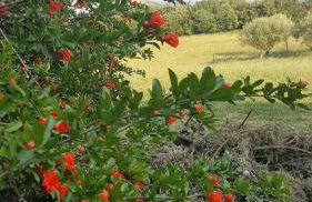 Gîte - Mas de Louise - Foto 34