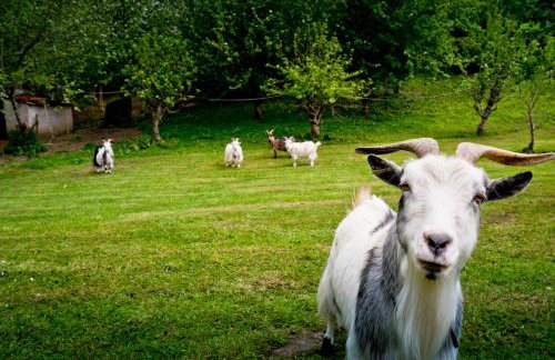 Glamping 1970 American Airstream motorhome - Foto 9