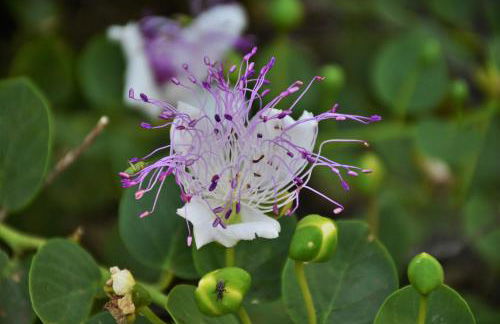 Na Chicca e na Nicchia - Foto 65