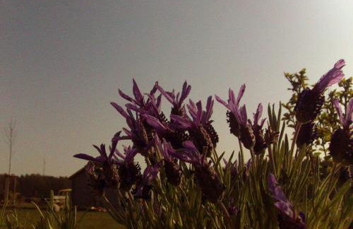 Ferienhaus _ Sonnenschein - Foto 13