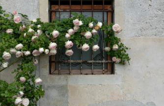 Fiori&vigne di Cecilia Marcon - Foto 30