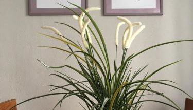 Apartment Pension Sternchen - Foto 2