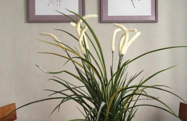 Apartment Pension Sternchen - Foto 2