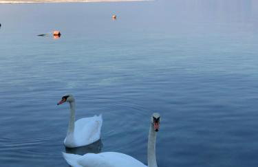 Miro Apartmani - Photo 53