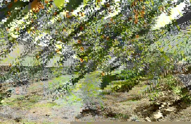 Fattoria Giunasco - Foto 46