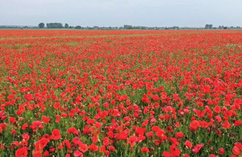 Ferienhaus Biotop - Badeteich, Sauna, Kinoleinwand - Foto 44