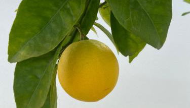 Villa Playa de Turmalina - Denia El Verger - Foto 4