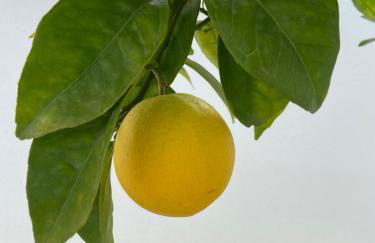 Villa Playa de Turmalina - Denia El Verger - Foto 4