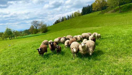 Ferienwohnung Schwalbennest - Photo 5