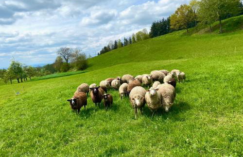 Ferienwohnung Schwalbennest - Photo 5