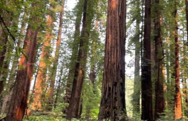 Surfside Beach House near Ancient Redwoods - Foto 24