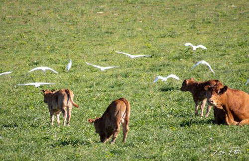 Mon havre de paix, Villa Campagne Charentaise - Foto 54