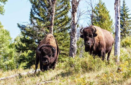 Beautiful Mountain Condo - Foto 47