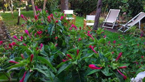 Casa do Sr. Falcão - Foto 2