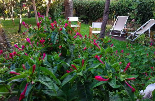 Casa do Sr. Falcão - Foto 2