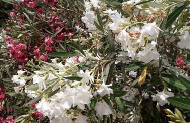 Casa Gregory - Photo 79