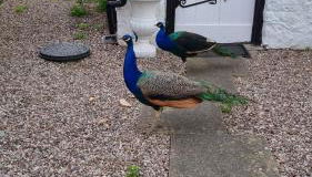 Old Printers Ruthin - Photo 4