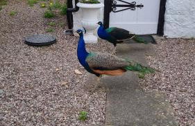 Old Printers Ruthin - Foto 4