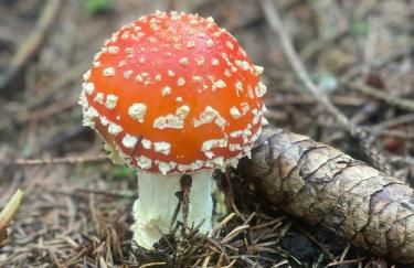 Appartement Max - Foto 48