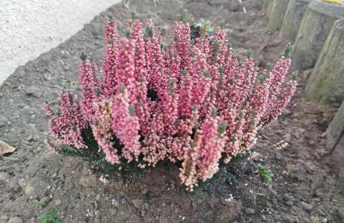 Appartement Design 2 - Altenstadt - Foto 14