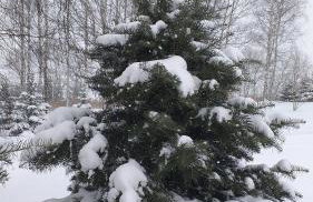 Przytulne Studio Borówkowy Zagajnik - Foto 28