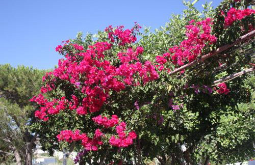 Meltemi Studios and Apartments - Photo 45