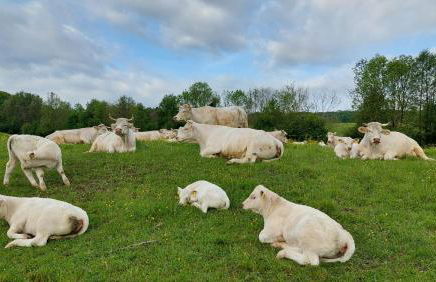 Gutshof Ferienwohnung in Seenähe - Foto 38