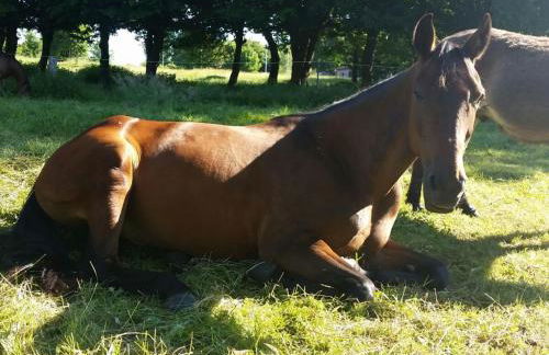 Apartment Wohnung in Dreveskirchen mit Kleinem Garten by Interhome - Foto 24