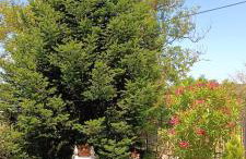 Pavlos House - Foto 32