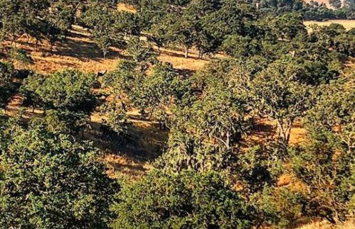 Windwood Ranch Paso Robles - Photo 22